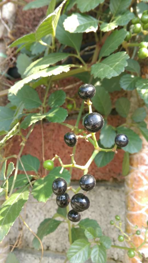 虎葛 Cayratia japonica  成熟黑紫色果實